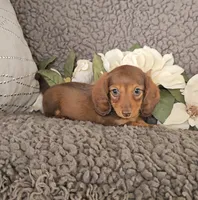 ROXY, a female Miniature Dachshund for sale in Nappanee, IN – 4 of 4