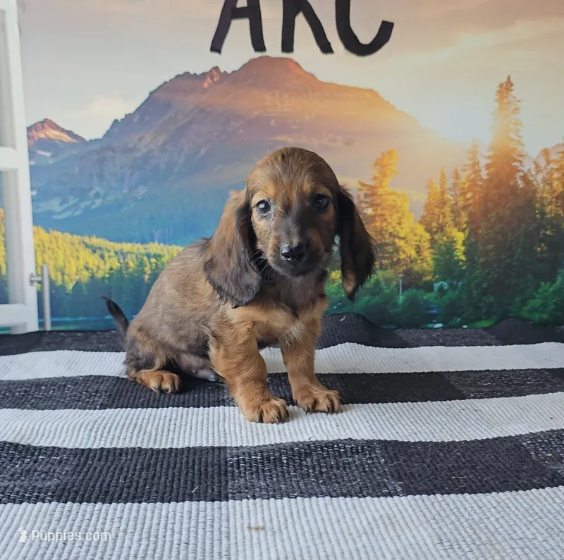 SAMMY – Miniature Dachshund puppy for sale in Nappanee, IN