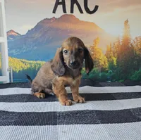 SAMMY, a male Miniature Dachshund for sale in Nappanee, IN – 1 of 5
