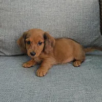 MERFY, a male Miniature Dachshund for sale in Nappanee, IN – 6 of 6