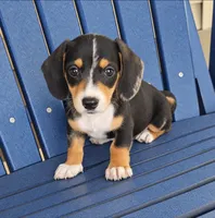 SASHA, a female Miniature Dachshund for sale in Nappanee, IN – 3 of 3