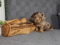 RIZZO , a male Miniature Dachshund for sale in Nappanee, IN – Photo 1 of 5