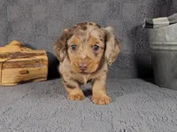 RIZZO , a male Miniature Dachshund for sale in Nappanee, IN – Photo 2 of 5