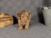 RIZZO , a male Miniature Dachshund for sale in Nappanee, IN – Photo 3 of 5