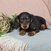 KoBe, a male Miniature Dachshund for sale in Nappanee, IN – 3 of 3