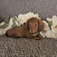 RAVEN, a female Miniature Dachshund for sale in Nappanee, IN – 3 of 3
