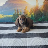 SAMMY, a male Miniature Dachshund for sale in Nappanee, IN – 5 of 5