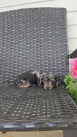 HAZEL, a female Miniature Dachshund for sale in Nappanee, IN – 3 of 3