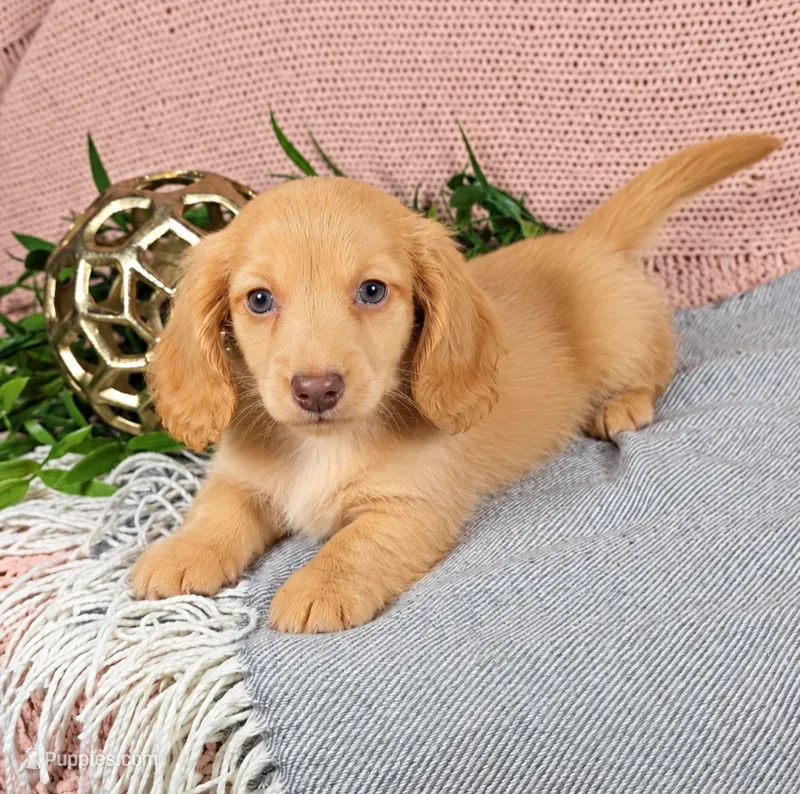 JACE – Miniature Dachshund puppy for sale in Nappanee, IN