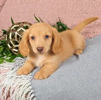 JACE, a male Miniature Dachshund for sale in Nappanee, IN – 1 of 4