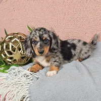 GABBY, a female Miniature Dachshund for sale in Nappanee, IN – 2 of 5