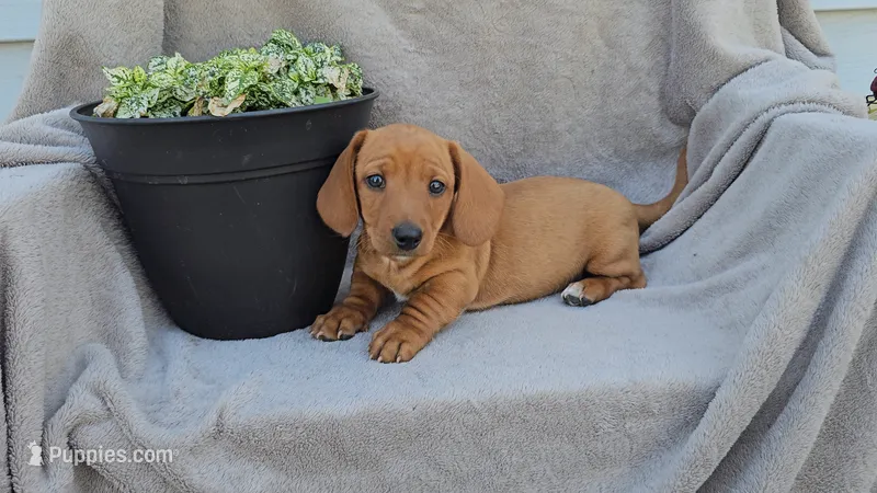 JASPER – Miniature Dachshund puppy for sale in Nappanee, IN