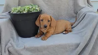JASPER, a male Miniature Dachshund for sale in Nappanee, IN – 1 of 3
