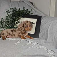 DARCIE, a female Miniature Dachshund for sale in Nappanee, IN – Photo 3 of 4