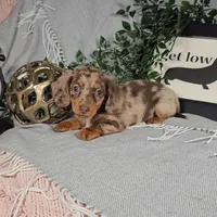 DARCIE, a female Miniature Dachshund for sale in Nappanee, IN – Photo 2 of 4