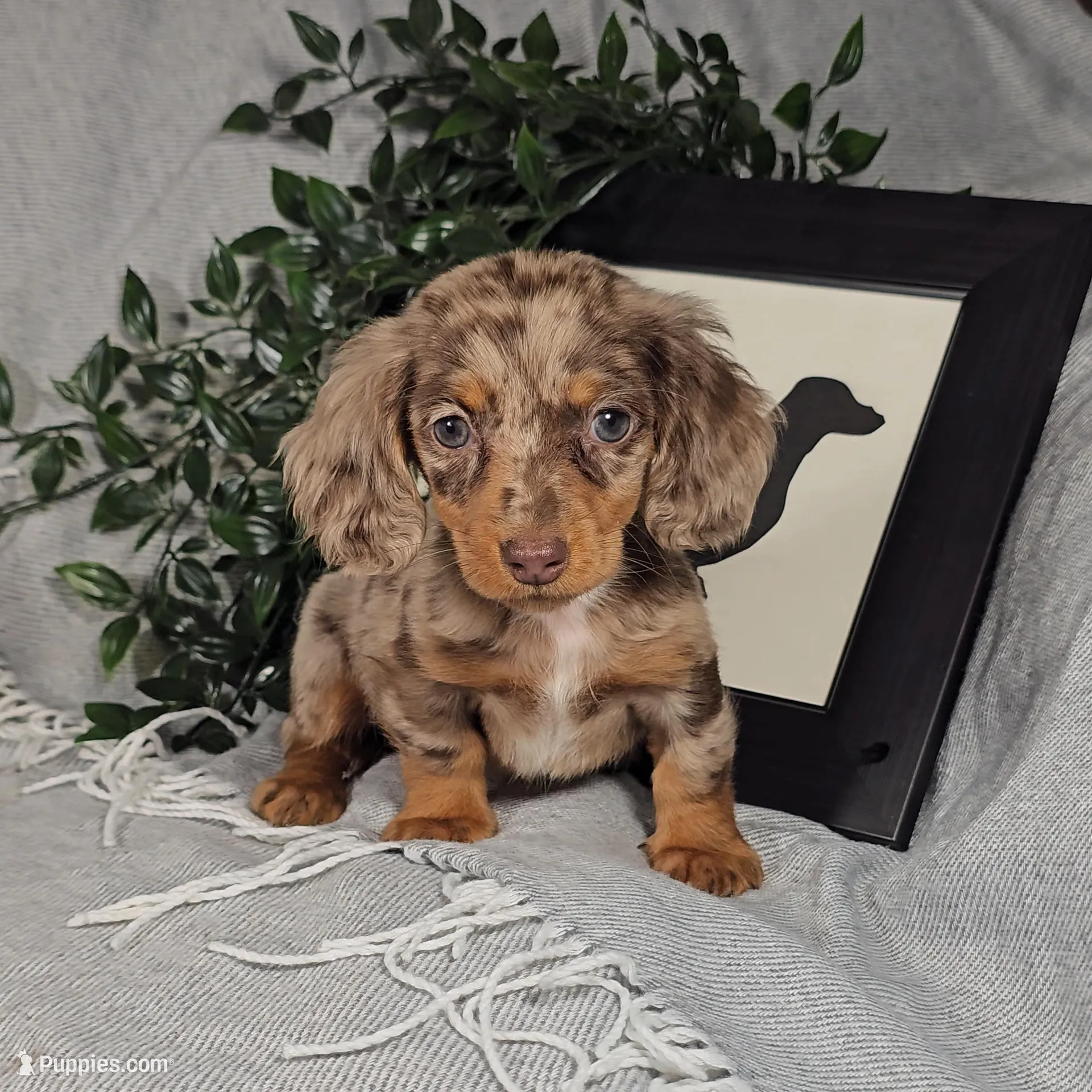 DARCIE – Miniature Dachshund puppy for sale in Nappanee, IN