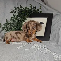 DARCIE, a female Miniature Dachshund for sale in Nappanee, IN – Photo 4 of 4