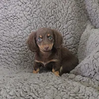 LACEY, a female Miniature Dachshund for sale in Nappanee, IN – 3 of 4
