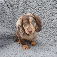 LUCA, a male Miniature Dachshund for sale in Nappanee, IN – 2 of 3