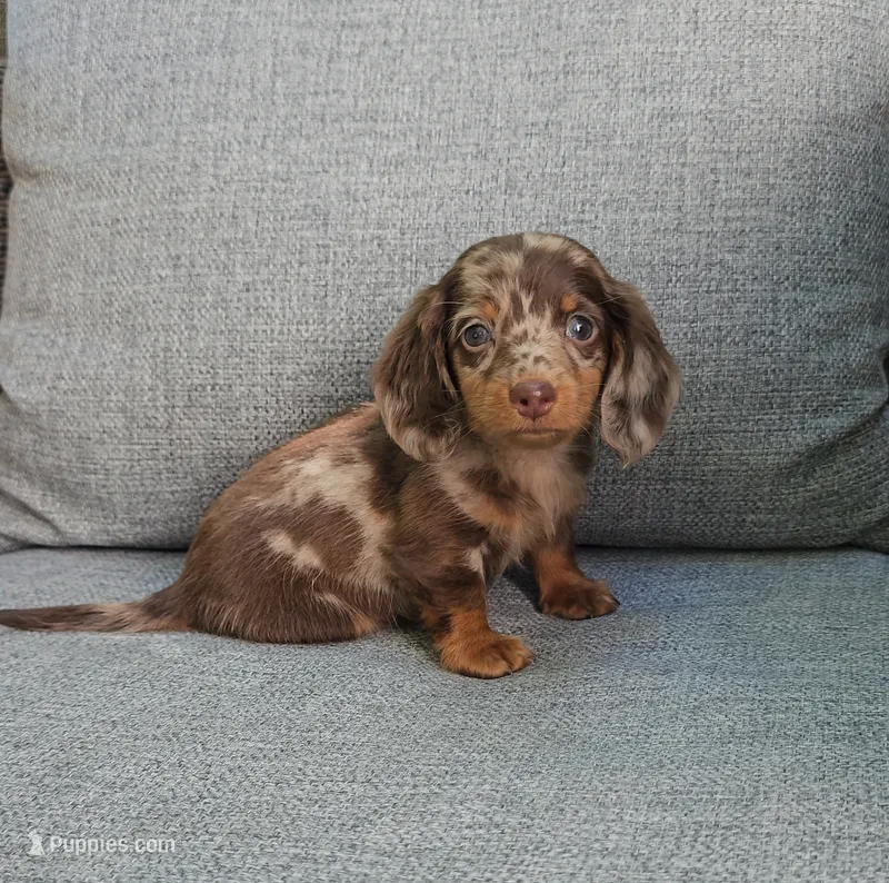 ZEKE – Miniature Dachshund puppy for sale in Nappanee, IN