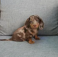 ZEKE, a male Miniature Dachshund for sale in Nappanee, IN – 1 of 5