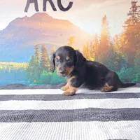 SILAS, a male Miniature Dachshund for sale in Nappanee, IN – 3 of 5