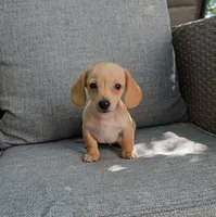 PABLO, a male Miniature Dachshund for sale in Nappanee, IN – 2 of 3