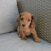 MERFY, a male Miniature Dachshund for sale in Nappanee, IN – 3 of 6