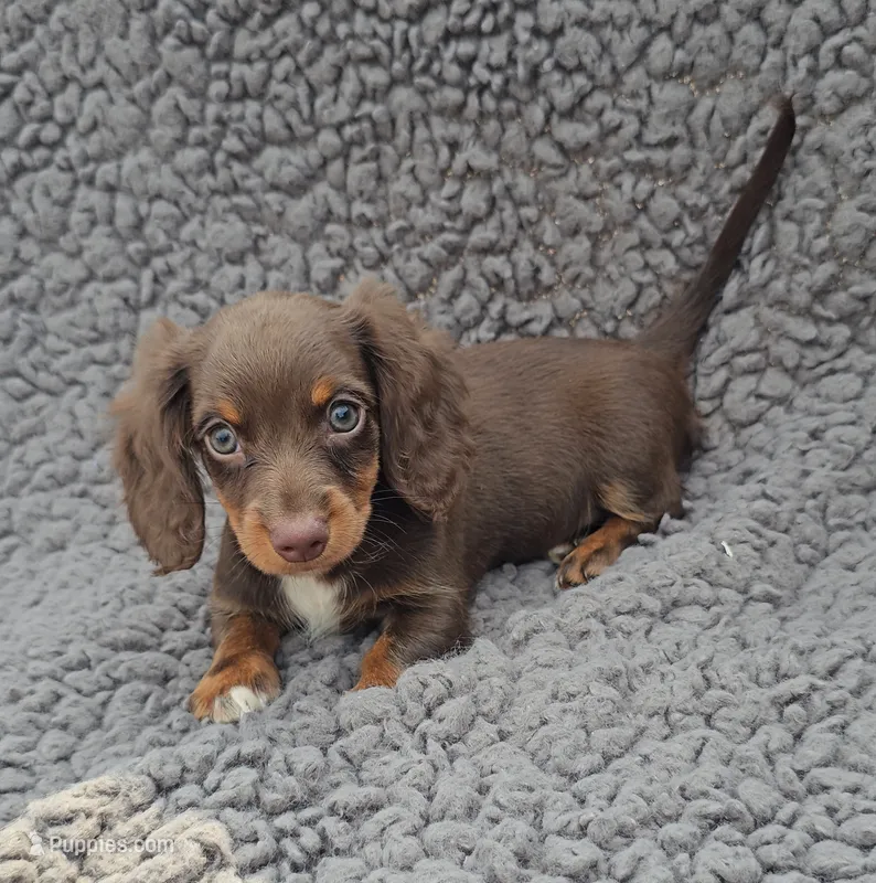 JASMINE  – Miniature Dachshund puppy for sale in Nappanee, IN