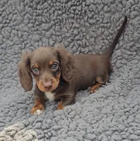 JASMINE , a female Miniature Dachshund for sale in Nappanee, IN – 1 of 2
