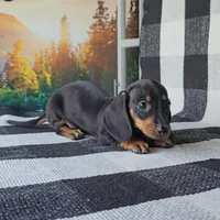 OBIE, a male Miniature Dachshund for sale in Nappanee, IN – 5 of 5