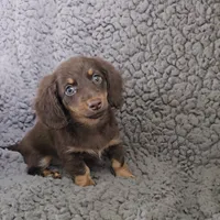 LACEY, a female Miniature Dachshund for sale in Nappanee, IN – 2 of 4