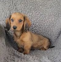 JESS, a female Miniature Dachshund for sale in Nappanee, IN – 2 of 3