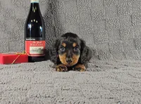 SALEM, a male Miniature Dachshund for sale in Nappanee, IN – Photo 1 of 5