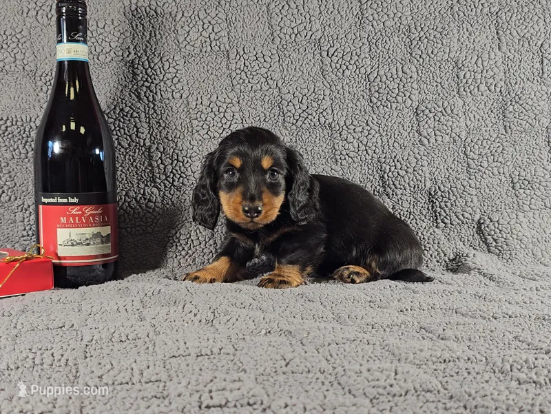 SALEM – Miniature Dachshund puppy for sale in Nappanee, IN