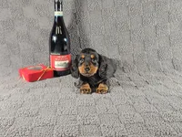 SALEM, a male Miniature Dachshund for sale in Nappanee, IN – Photo 4 of 5