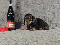 SALEM, a male Miniature Dachshund for sale in Nappanee, IN – Photo 3 of 5