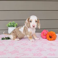 STELLA, a female Miniature Dachshund for sale in Nappanee, IN – 1 of 4