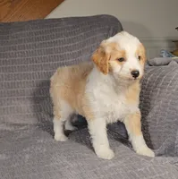 MINDY, a female Aussiedoodle for sale in Nappanee, IN – 6 of 6