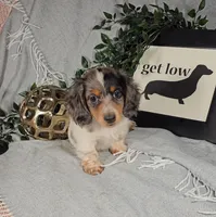 DAISY, a female Miniature Dachshund for sale in Nappanee, IN – Photo 2 of 4