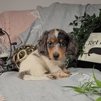 DAISY, a female Miniature Dachshund for sale in Nappanee, IN – Photo 4 of 4