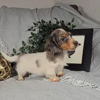 DAISY, a female Miniature Dachshund for sale in Nappanee, IN – Photo 3 of 4