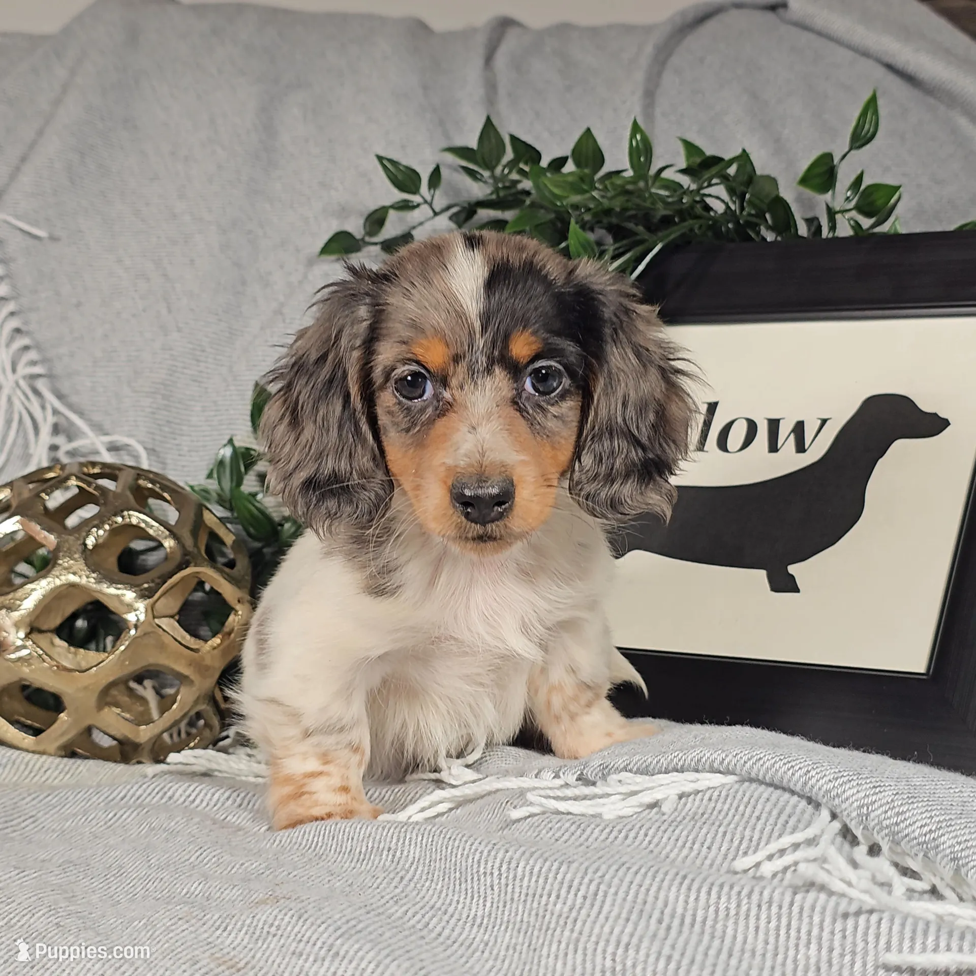 DAISY – Miniature Dachshund puppy for sale in Nappanee, IN