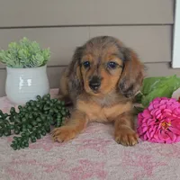 SOPHIE, a female Miniature Dachshund for sale in Nappanee, IN – 4 of 5