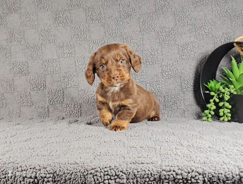 REGGIE – Miniature Dachshund puppy for sale in Nappanee, IN
