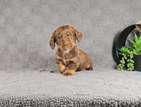 REGGIE, a male Miniature Dachshund for sale in Nappanee, IN – Photo 1 of 4
