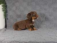 REGGIE, a male Miniature Dachshund for sale in Nappanee, IN – Photo 4 of 4