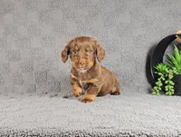 REGGIE, a male Miniature Dachshund for sale in Nappanee, IN – Photo 3 of 4