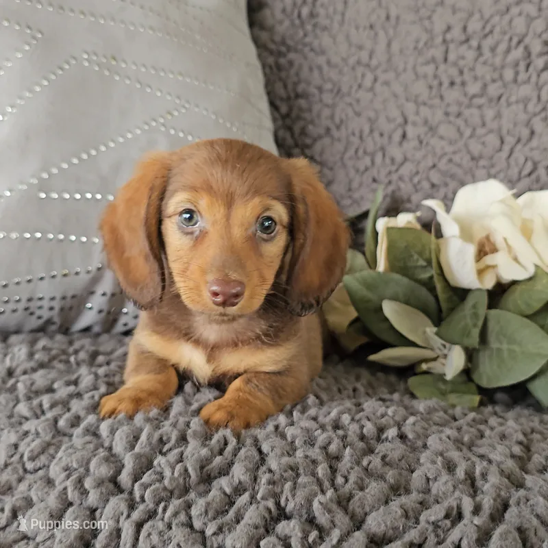 RIZZO – Miniature Dachshund puppy for sale in Nappanee, IN