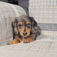 Meteor , a male Miniature Dachshund for sale in Nappanee, IN – 3 of 3